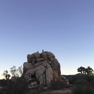 joshuatree5